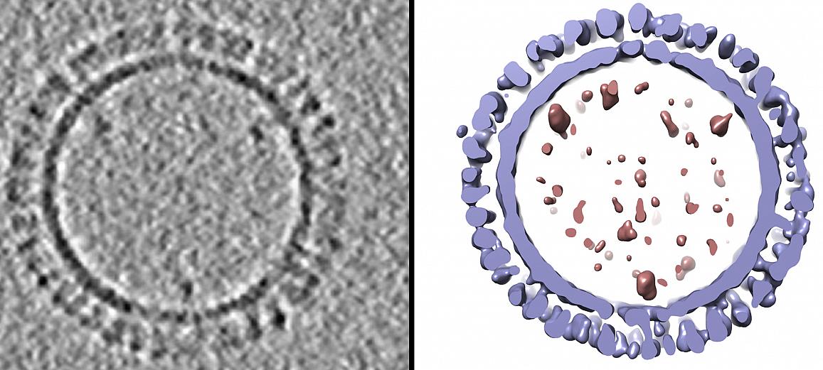 two images of H1 influenza virus-like particles (VLPs)