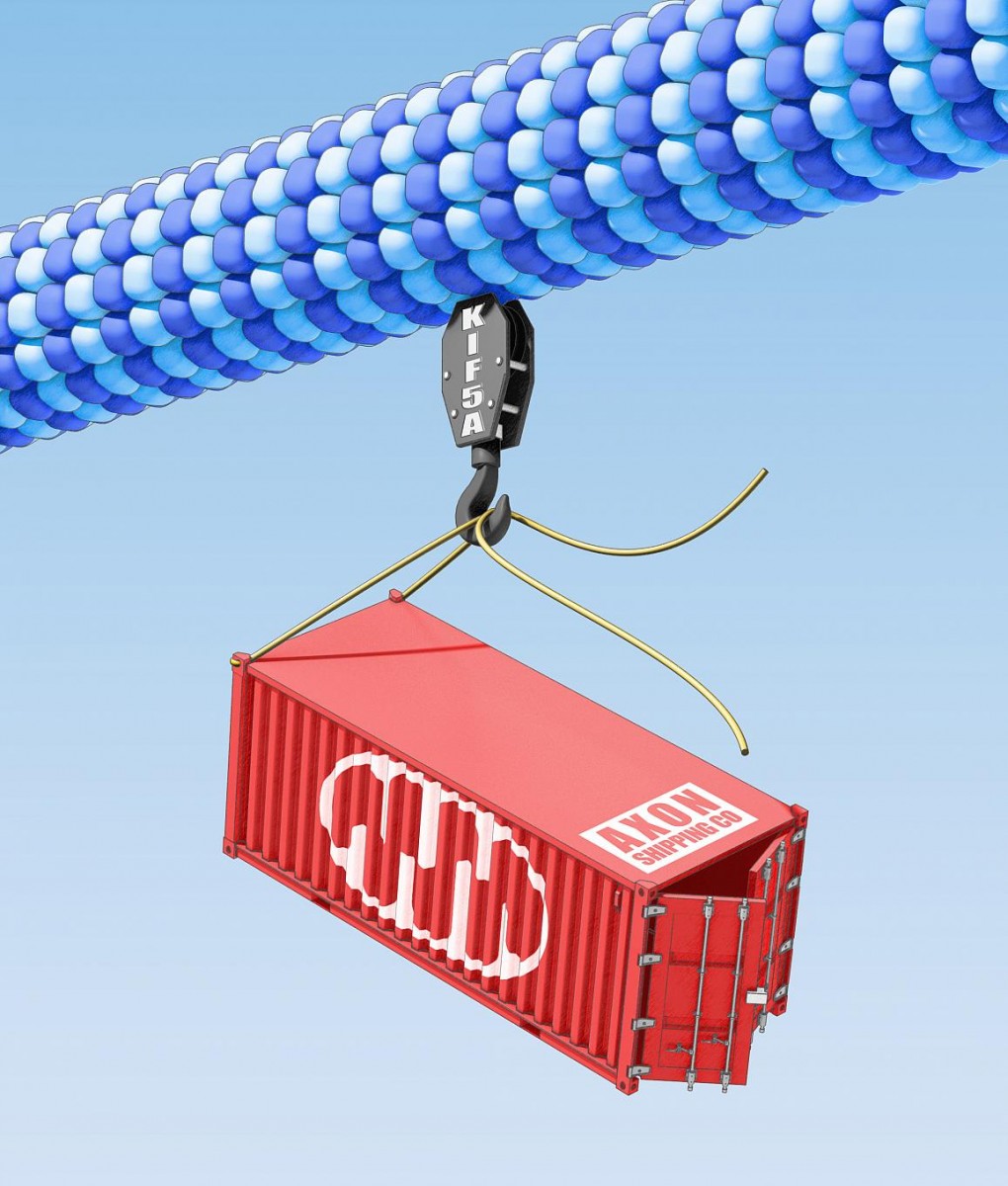 drawing of the KIF5A gene as a crane transporting materials in the cell