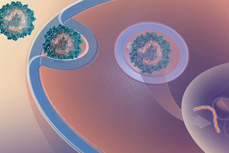 illustration showing how a new drug-delivery technology uses a harmless virus to deliver an antibody gene into human cells