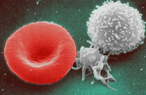 red blood cell (left), platelet (middle), and white blood cell (right)