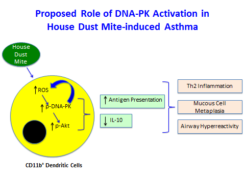 Role of DNA-PK in Asthma
