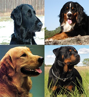flat-coated retriever, Bernese mountain dog, Rottweiler, and golden retriever