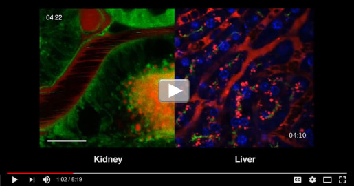 ASCB Celldance 2016 — “Discovery Inside Living Cells in Multicellular Organisms” Roberto Weigert