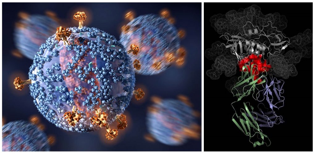 VRC01 antibody binding to HIV