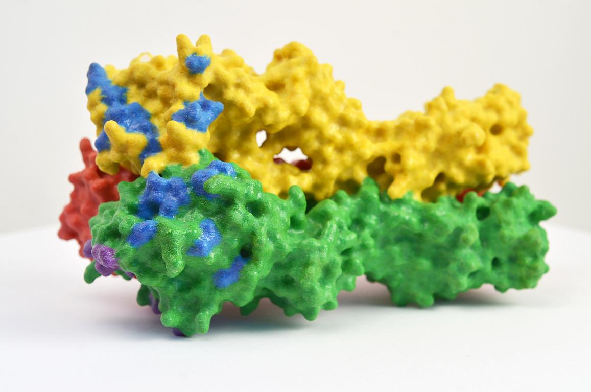 3D print of hemagglutinin (HA), one of the proteins found on the surface of influenza virus that enables the virus to infect human cells. In this model, blue and purple denote areas where mutations can change the ability of the virus to attach to host cells and cause infection.