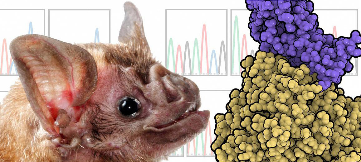 vampire bat next to illustration of coronavirus interacting with human DPP4 receptor