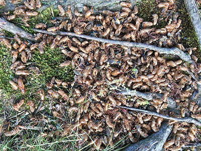 hundreds of cicada shells