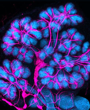 developing mouse salivary gland with the nerves colored in pink
