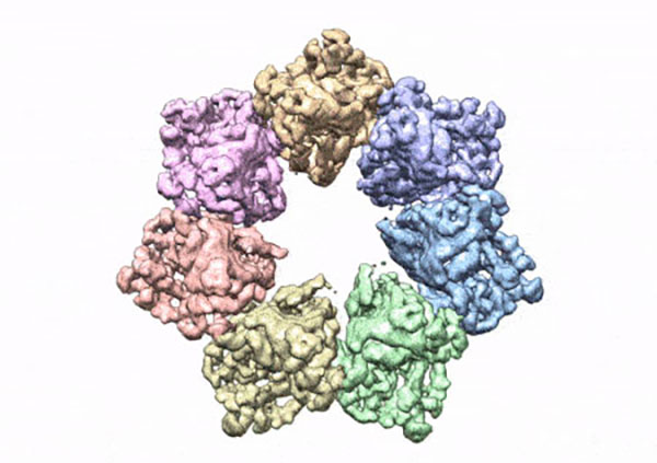IRP researchers first to develop 3D structure of twinkle protein