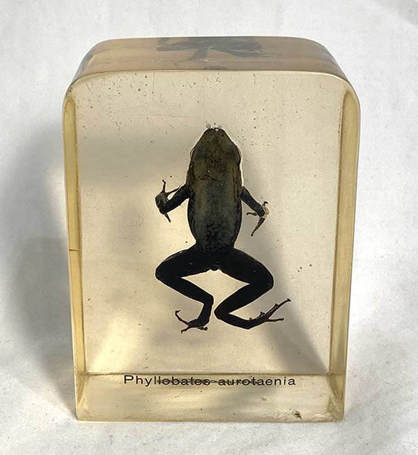 preserved frog specimen