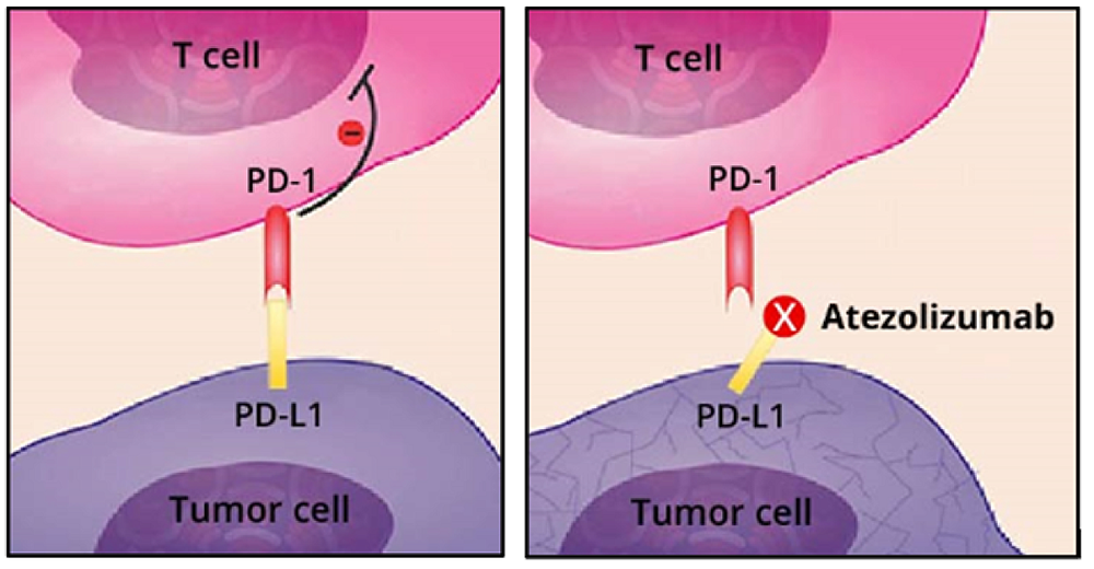 diagram showing how atezolizumab blocks PD-L1 from binding to another checkpoint protein, PD-1