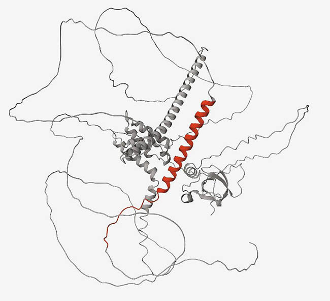 Protein containing a cryptic peptide (red) that results from a lack of functional TDP-43