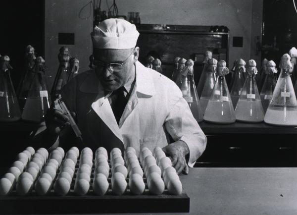 Dr. Herald Cox inoculating eggs for vaccine production in his lab