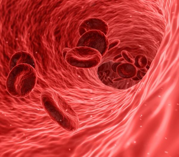 red blood cells traveling through a blood vessel