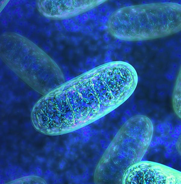 Mitochondria looks like a blue oval