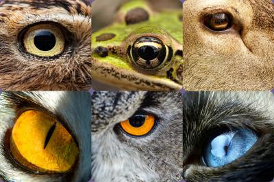 six examples of animal eyes