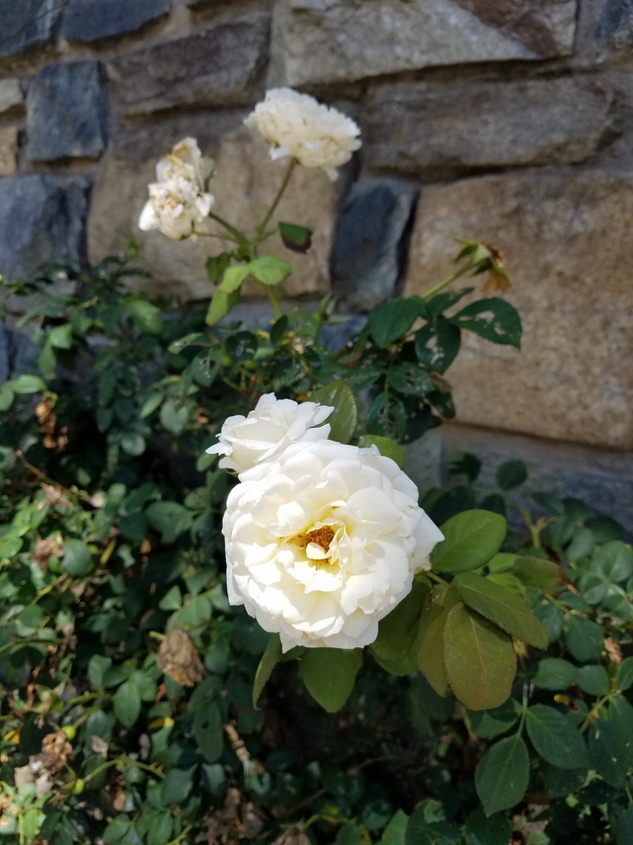 roses on NIH's Center Drive