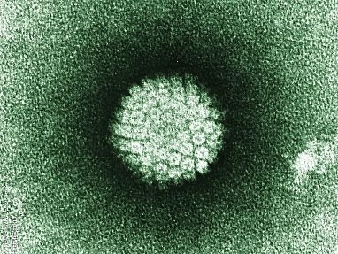 human papillomavirus (HPV)