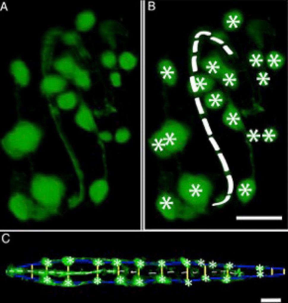 Researchers investigate how a developing brain is assembled