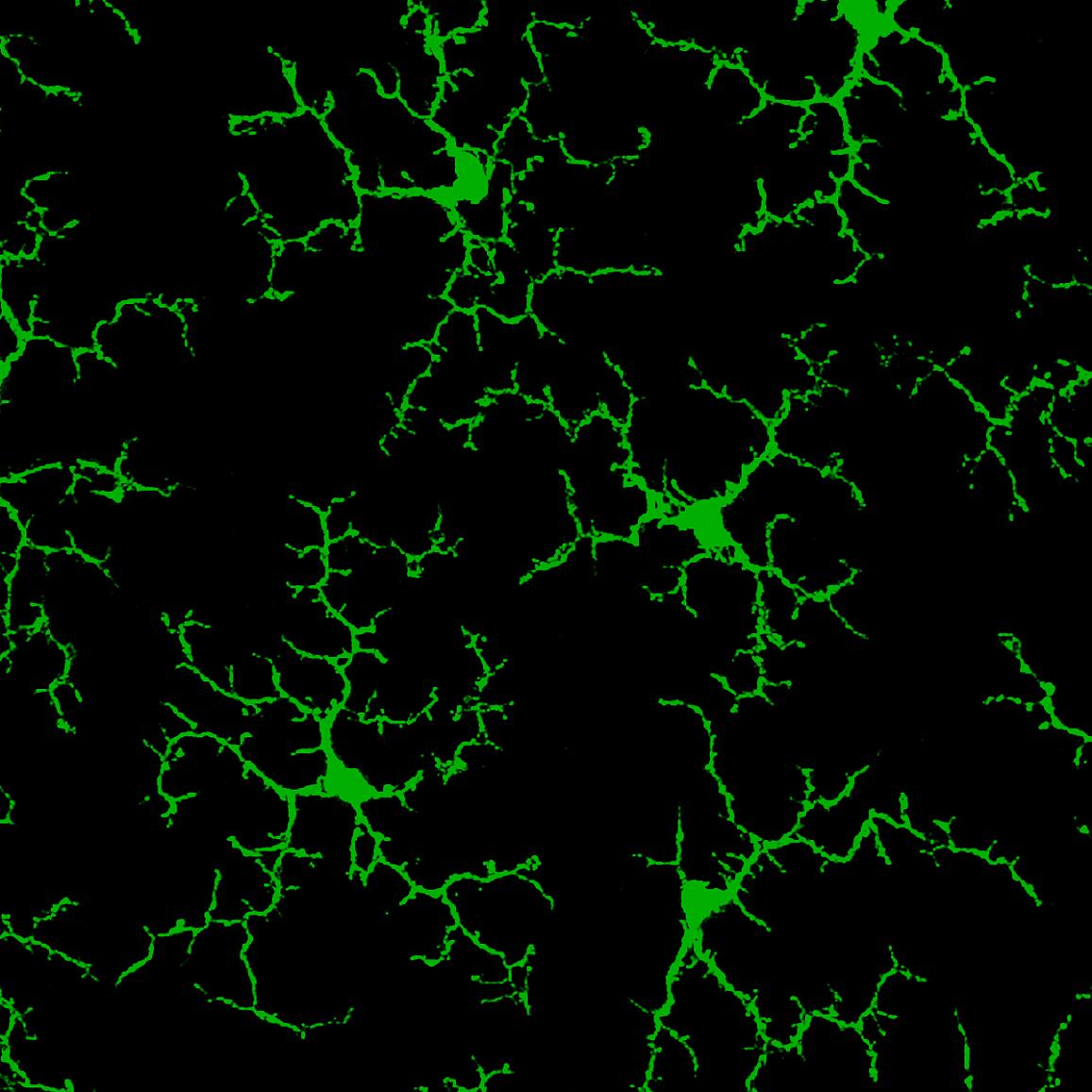Microglia in a healthy adult mouse retina