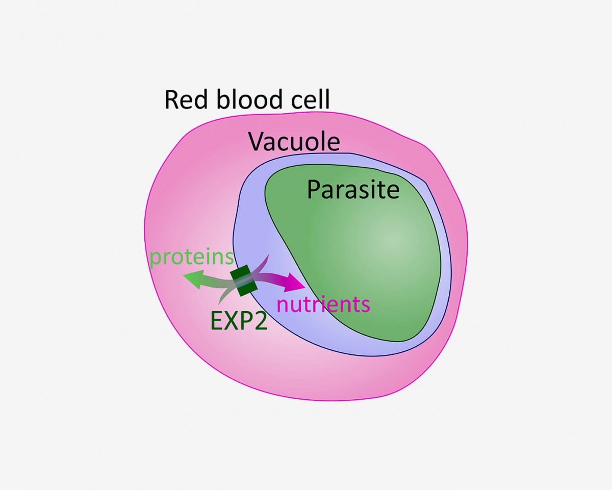 diagram of a red blood cell infected with a malaria parasite