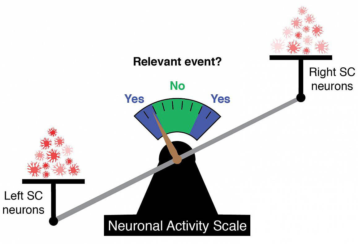 scale weighing the activity in neurons in the left and right superior colliculus