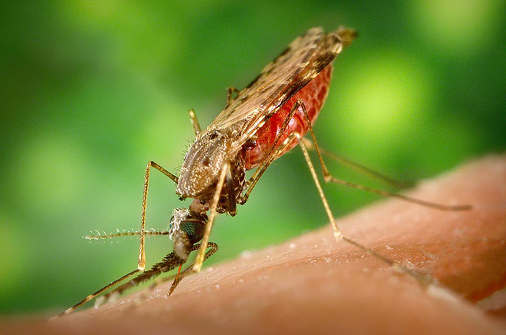 mosquito biting a person