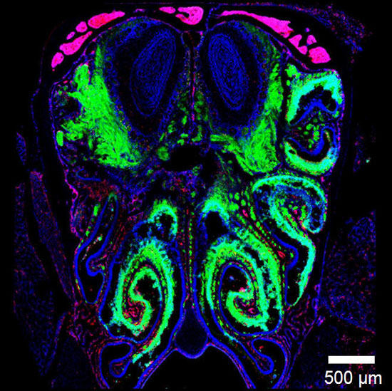 When virus (labeled in green) enters the nasal passages, its spread is abruptly halted just before entering the CNS (blue oval structures at the top of the image).