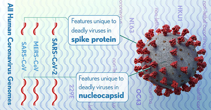 The full genomes of all human coronaviruses were aligned to identify regions (red) that might code for lethal differences in the virus that causes COVID-19 as well as SARS and MERS