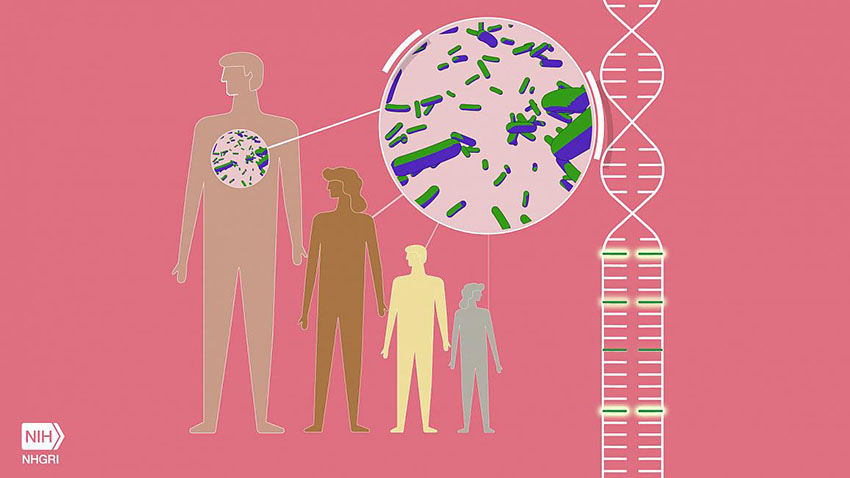 An animation depicting specific genomic variants that cause a disease called familial Mediterranean fever (FMF) and may also confer increased resilience to the plague