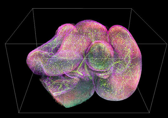 3D image of a mouse intestine with different antibodies in green, red, yellow, and purple
