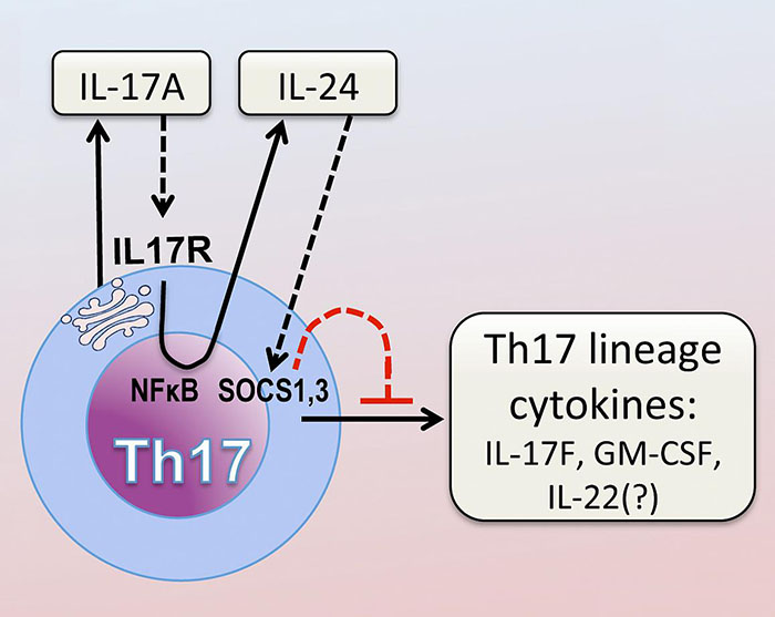 diagram of how IL-17 affects cell signaling pathways