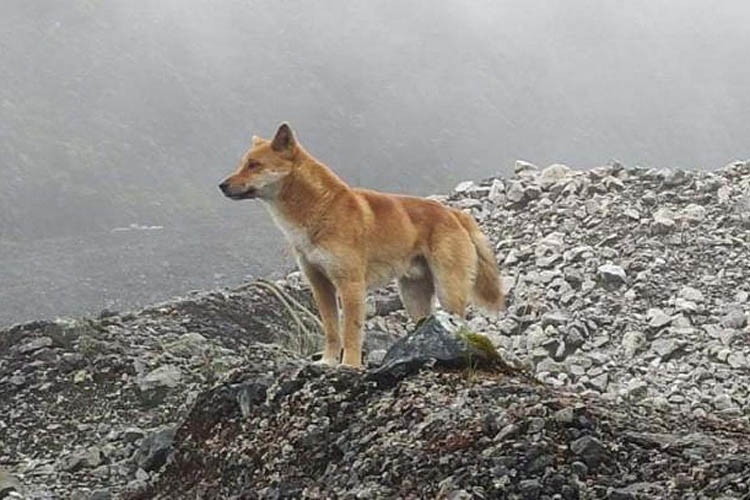 Photograph of a Highland Wild Dog taken in Indonesia