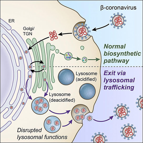 Illustration shows components of the lysosome exocytosis pathway, which coronaviruses use to exit cells
