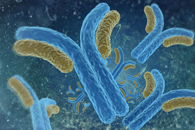 spaghetti-like cell antibodies in blue and tan