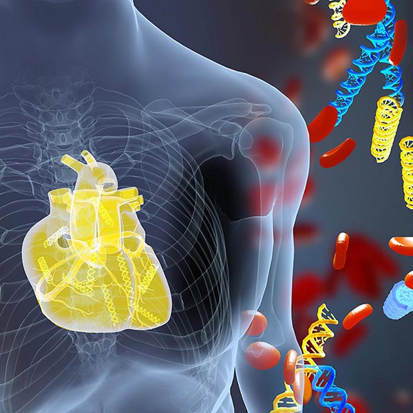 Illustration shows DNA fragments (yellow) derived from a transplanted heart alongside the patient’s own DNA (blue)