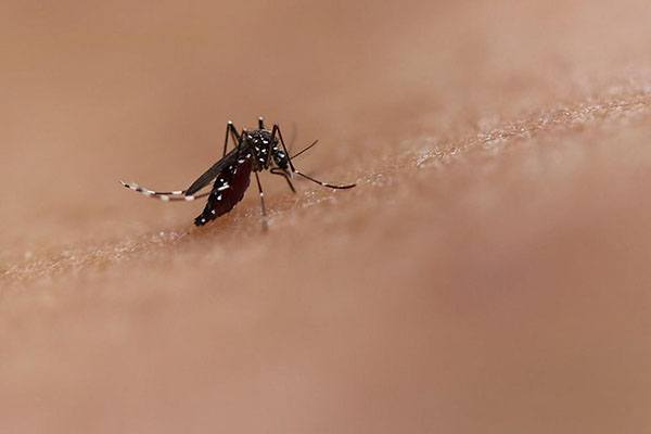 mosquito biting a person