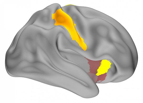 map of the memory replay activity observed in an NIH study