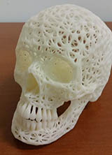 white 3D model of a human skull