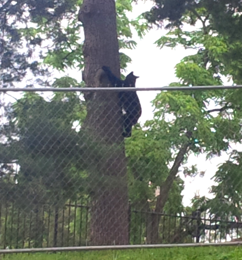 black bear in a tree on NIH campus