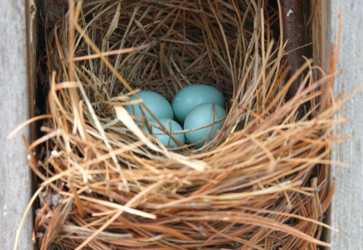 nest containing bluebird eggs