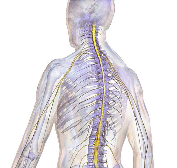 spinal cord