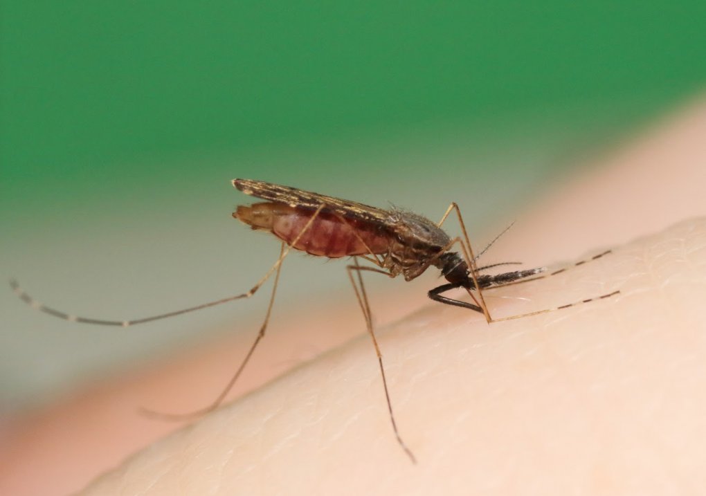 NIH Study Reveals Risk of Drug-Resistant Malaria Spreading to Africa