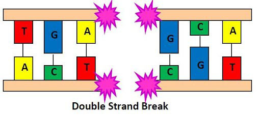 diagram of a DNA double strand break