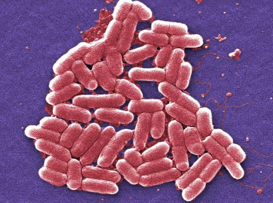 E. coli bacteria