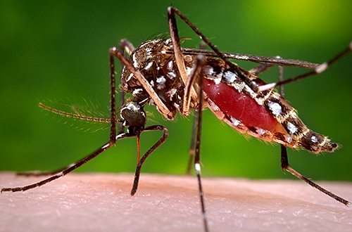 Dengue Vaccine Enters Phase 3 Trial in Brazil