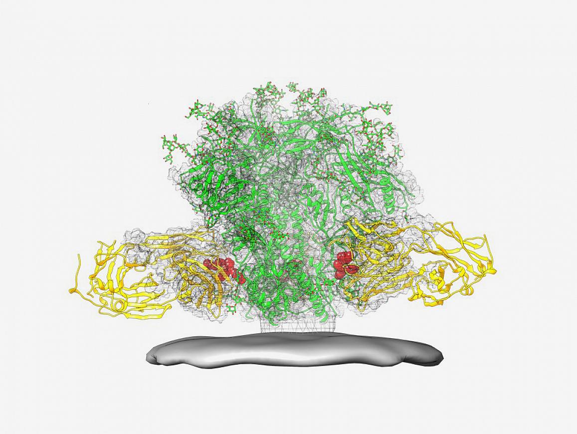 protein structure diagram of HIV virus and broadly neutralizing antibody