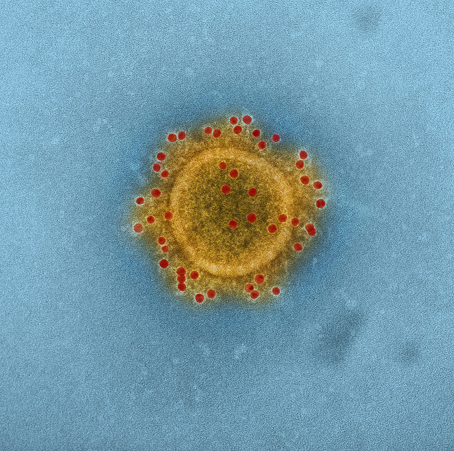 Experimental MERS Vaccine Shows Promise in Animal Studies