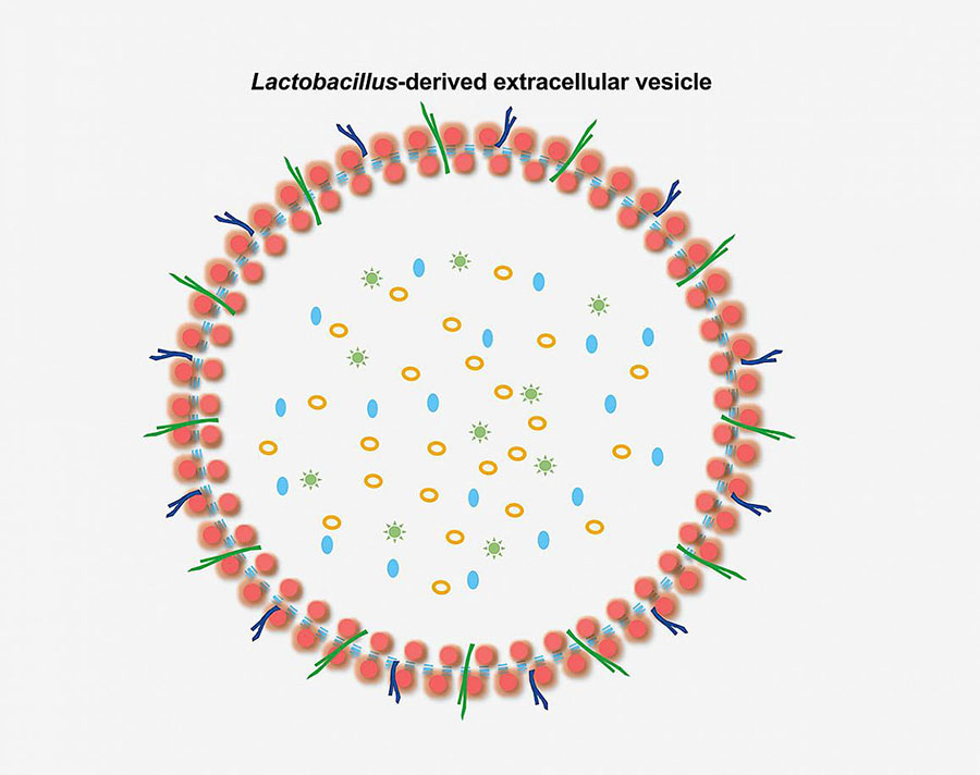 Diagram of a bacterial vesicle