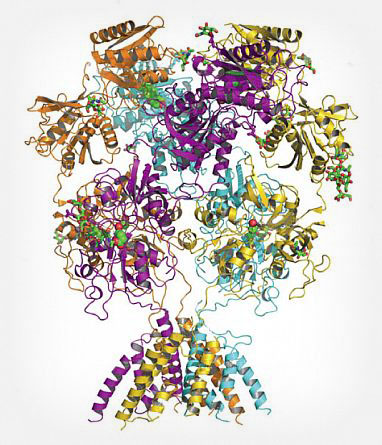 3D structure of the NMDA receptor